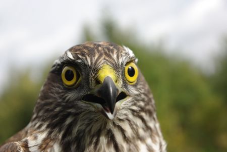 the northern goshawk  Photographed close up  against the natureの写真素材