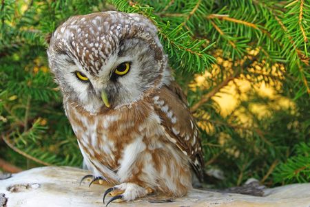 Owl (Aegolius funereus) on a tree branch in different posesの写真素材