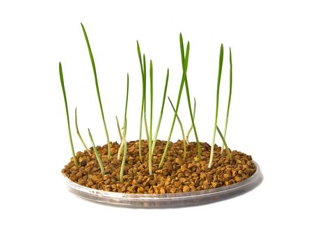Groats with the sprouted sprouts on a white backgroundの写真素材