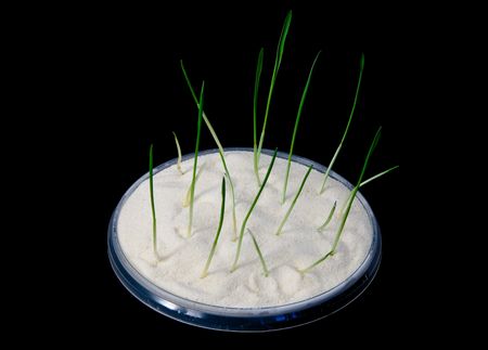 Groats with the sprouted sprouts on a white background