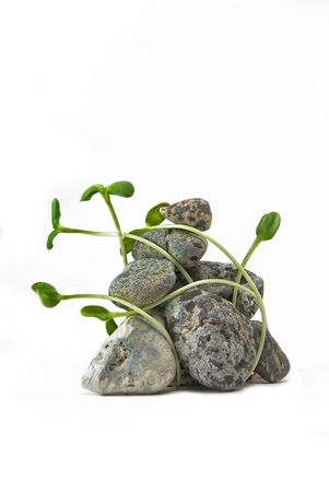 stones and plant on the white backgroundの写真素材