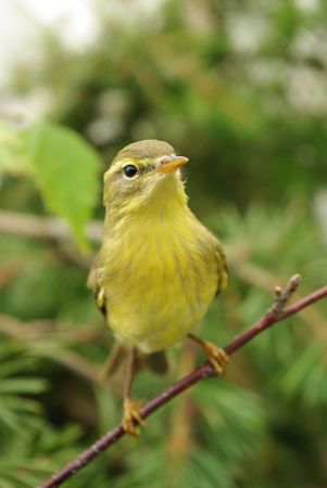 Yellow chiffchaff among foliage close upの写真素材