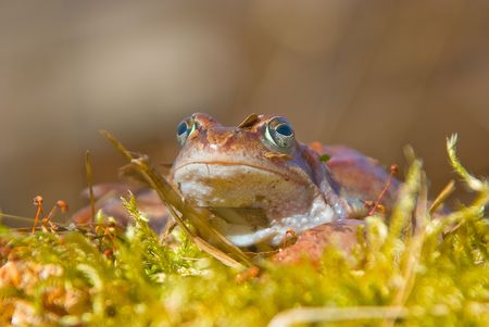 moor frog  is heated on the sunの写真素材