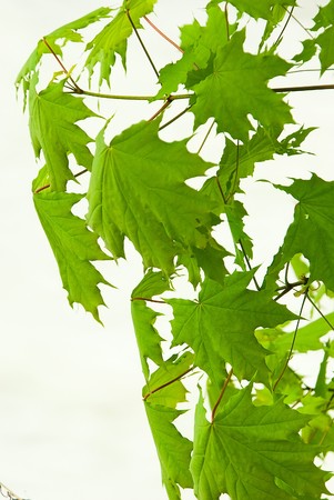 Flora: young leaflets of a maple close upの写真素材