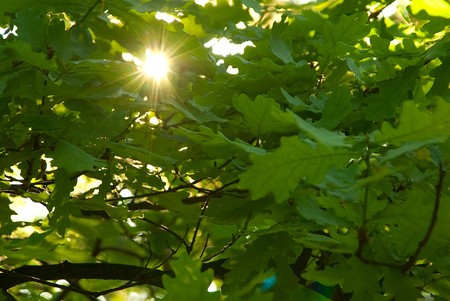 Flora: an oak in sun beamsの写真素材