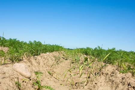 Long lines in the field with growing parsleyの写真素材