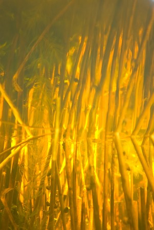 Reflexions under a water surface, a picture from under watersの写真素材