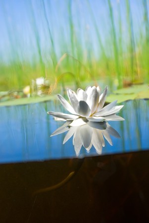 how the water-lily grows , a picture of a surface and underwater partの写真素材
