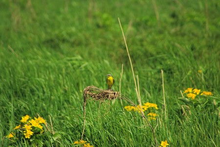 The yellow wagtail on a meadow sits on a stalk