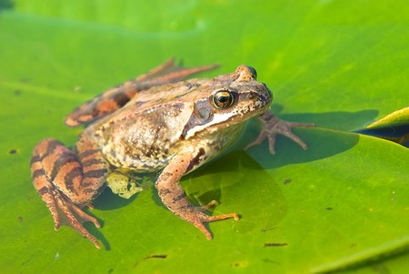 Frog sitting on water-lily leaf on the riverの写真素材