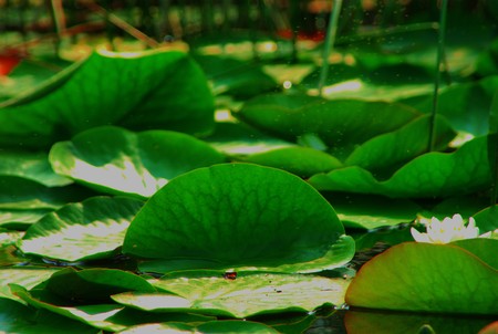 Having a rest creeks after a storm and a strong windの写真素材