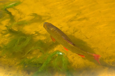 A series: fresh-water fish left on shoal to get warm