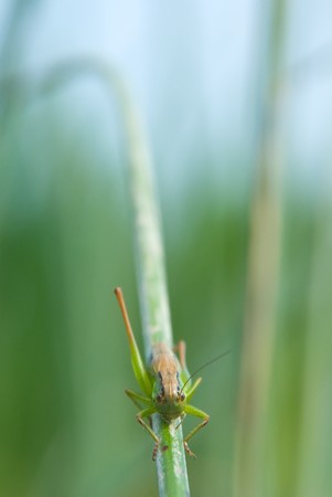 A series: grasshopper on a stalk close upの写真素材