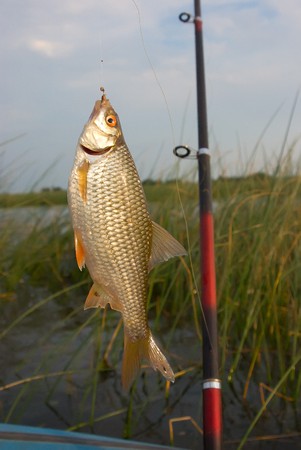 In the evening the biting has again begun
