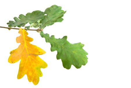 A series: foliage in the early autumn.の写真素材