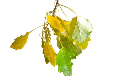 A series: foliage in the early autumn.