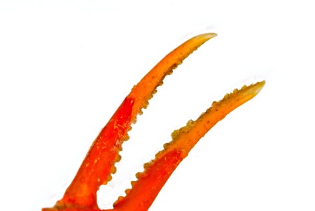 Claw of a crab on a white backgroundの写真素材
