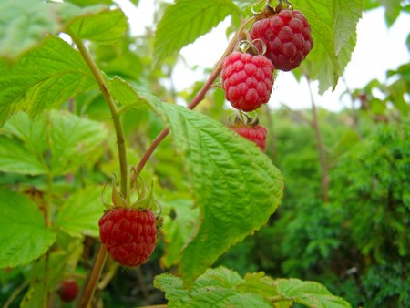 Ripe raspberry on branchesの写真素材
