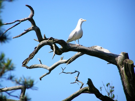 Seagullの写真素材