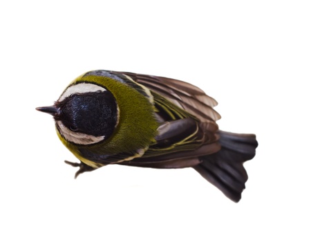 Great Tit, Parus Majorの写真素材