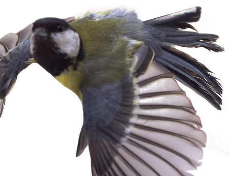Great Tit, Parus Majorの写真素材