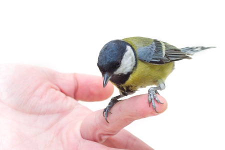 The titmouse  sitting  on a handの写真素材