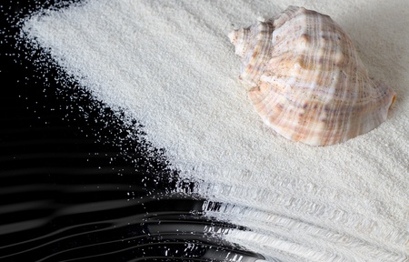 Seashellの写真素材