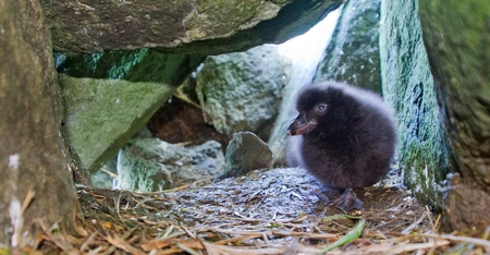 puffin chick (Fratercula) 2の写真素材