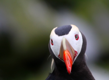 puffin (Fratercula) 3の写真素材
