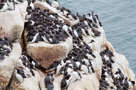 razorbills colony 