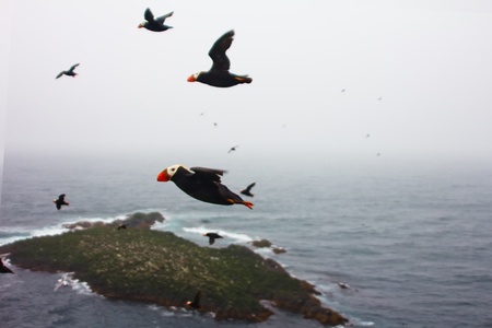 puffin flight (Fratercula)の写真素材