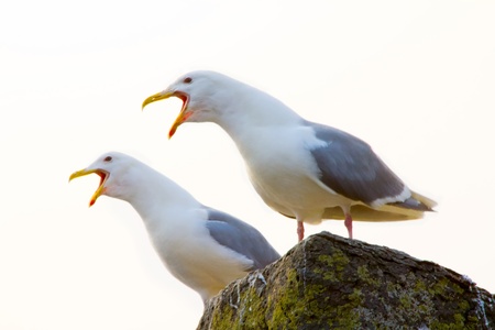 Two seagulls ( Larus argentatus ) exchange words