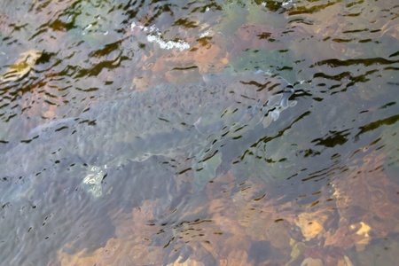 main run  blue-backed salmon, to settle in a pitの写真素材