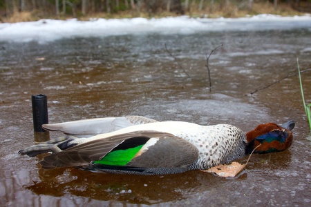  take European teal (Anas crecca) on spring huntingの写真素材