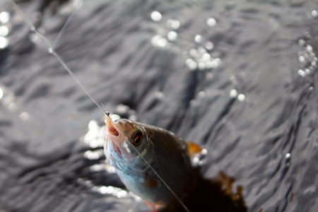 Successful fishing on the river. It is now caught roachの写真素材