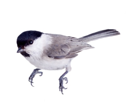 titmouse on a white surface on a white background. spring.の写真素材