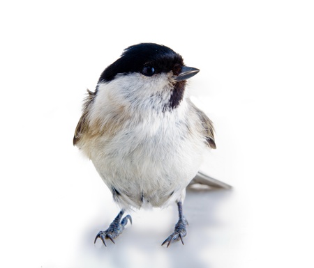 titmouse on a white surface on a white background. spring.の写真素材