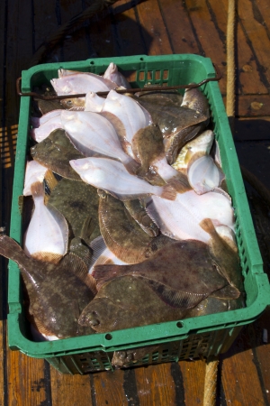 Fresh flatfish in a box. Russia, Baltic Seaの写真素材