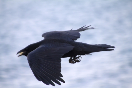 a raven in flight by close upの写真素材