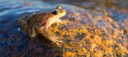 brown frog (Rana temporaria) water frog on a stoneの写真素材
