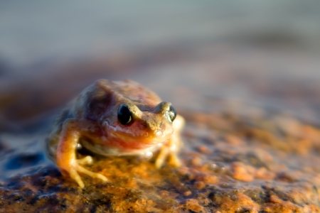 brown frog (Rana temporaria) water frog on a stone