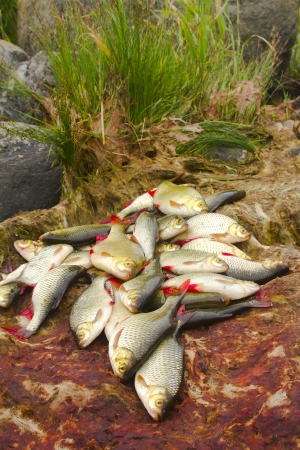 catch from the rudd on the Baltic Seaの写真素材