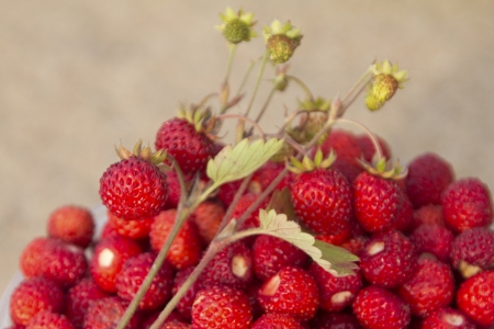 wild strawberry sweet, new crop. close upの写真素材
