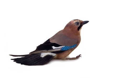 jay on a white background in different posesの写真素材