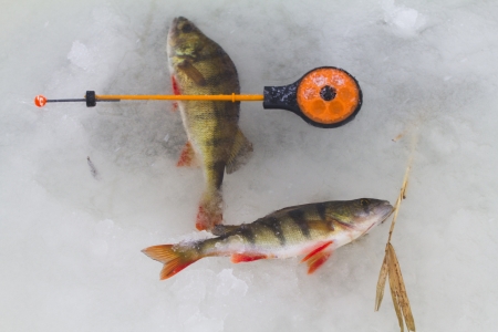 freshwater perch  on the ice fishing first in new yearの写真素材