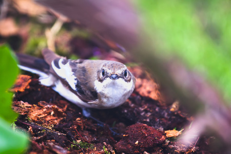 half-collared flycatcher on a forest layingの写真素材