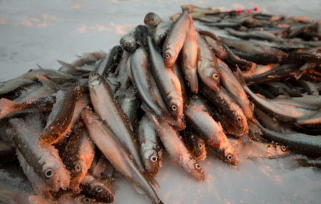 fishing on the Baltic Seaの写真素材