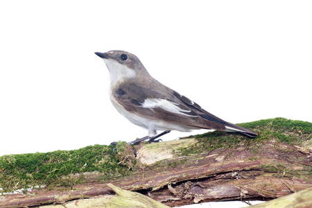 half-collared flycatcher on a branch close upの写真素材
