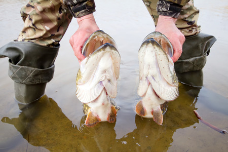 large trophy of a pike in hands of the fishermanの写真素材
