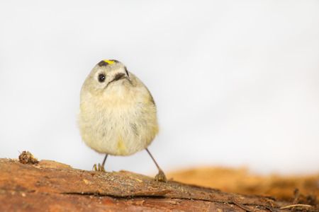 goldcrest on a white background on a branchの写真素材